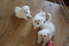 Maltese  puppies